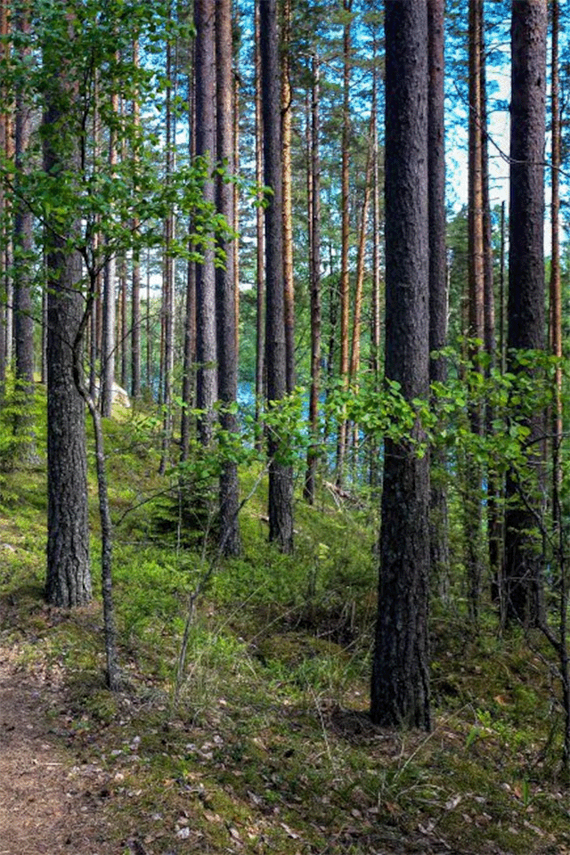 bosque